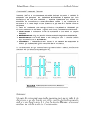 Biología Molecular y Celular                                        Lic. Marcelo F. Goyanes


Estructura del cromosoma Eucariota:

Podemos clasificar a los cromosomas eucariotas teniendo en cuenta la cantidad de
cromátides que presenten. Así, llamaremos Cromosomas a aquellos que estén
conformados por una sola cromátide y, aquellos cromosomas que posean dos
cromátides los denominaremos como cromosomas dobles. Si los cromosomas se
encuentran en su estado simple o doble, dependerá en qué etapa de la división celular se
encuentren.
La forma del cromosoma viene dada por la constricción primaria o centrómero, que
divide al cromosoma en dos brazos. Según la posición del centrómero se clasifican en:
    Metacéntricos: el centrómero divide al cromosoma en dos brazos de longitud
    semejante.
    Submetacéntricos: Hay una pequeña diferencia entre la longitud de ambos brazos.
    Subtelocéntricos: Uno de los brazos es más corto que el otro. Es conocido también
    bajo la denominación de Acrocéntrico.
    Telocéntrico: El centrómero se ubica en uno de los extremos del cromosoma, de
    manera que el cromosoma queda constituido por un único brazo.

En los cromosomas del tipo Submetacéntrico y Subtelocéntrico al brazo pequeño se lo
denomina “p” y al brazo de mayor longitud “q”.




                Figura N° 6: Morfología de los Cromosomas Metafásicos




Centrómero:

Esta región del cromosoma presenta singular importancia, puesto que por medio de esta
el cromosoma se une a las fibras del huso mitótico y meiótico, facilitando su migración
desde el ecuador hasta los polos de la célula. Se denomina Cinetocoro a la zona del
centrómero que posibilita la unión con el huso acromático.
 