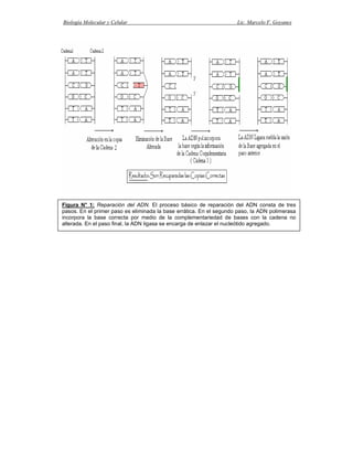 Biología Molecular y Celular                                         Lic. Marcelo F. Goyanes




Figura N° 1: Reparación del ADN. El proceso básico de reparación del ADN consta de tres
pasos. En el primer paso es eliminada la base errática. En el segundo paso, la ADN polimerasa
incorpora la base correcta por medio de la complementariedad de bases con la cadena no
alterada. En el paso final, la ADN ligasa se encarga de enlazar el nucleótido agregado.
 