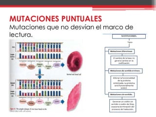 MUTACIONES PUNTUALES
Mutaciones que no desvían el marco de
lectura.
 