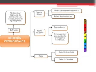 Pérdida de segmento acéntrico.
    Pérdida de un    Tipo de
                     Origen
   fragmento del
  cromosoma y, en               Rotura de cromosoma.
  consecuencia, de
   algunos genes.



                                Descendencia
   Definición         Factor
                     causante
                                Entrecruzamient
                                o desigual entre
  DELECIÓN                       cromosomas
                                  homólogos.
CROMOSÓMICA


                                      Deleción Intersticial

                        Tipos

                                      Deleción Terminal
 