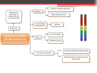 Nuevo material genético
                  Utilidad
    Replicación
    extra de un                          Base de evolución
   segmento de
  un cromosoma.


                   Capacidad                Meiosis
                  de detección
    Definición


                                   Homobraquial
DUPLICACIONES      Tipos
CROMOSÓMICAS                       Heterobraquial




                                                       Sobrecruzamiento defectuoso
                    Factores causantes

                                                       Reorganización cromosómica
                                                                estructural
 