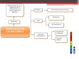 Desplazamiento de un
   segmento de un
   cromosoma a un
                        Utilidad         Parte del proceso evolutivo.
   nuevo lugar en el
       genoma.


                                           Recíproca

                          Tipos
     Definición

                                         No Recíproca


TRANSLOCACIÓN
 CROMOSÓMICA                                     No permite
                                                 embarazo.
                            Afección
                          reproductiva
                                                 Produce
                                                 aborto.
 