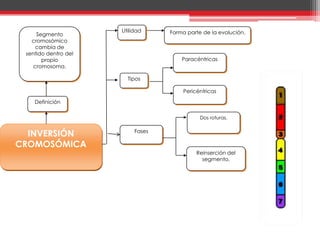 Utilidad     Forma parte de la evolución.
     Segmento
   cromosómico
     cambia de
 sentido dentro del
       propio                          Paracéntricas
    cromosoma.

                        Tipos

                                       Pericéntricas

    Definición

                                              Dos roturas.


  INVERSIÓN                Fases

CROMOSÓMICA
                                            Reinserción del
                                              segmento.
 