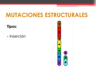 MUTACIONES ESTRUCTURALES
Tipos:

• Inserción
 