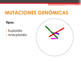 MUTACIONES GENÓMICAS
Tipos:

• Euploidía
• Aneuploidía
 