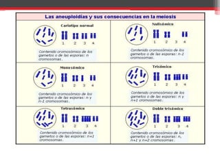 Mutaciones puntuales