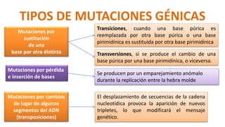TIPOS DE MUTACIONES GÉNICAS
Mutaciones por
sustitución
de una
base por otra distinta
Mutaciones por pérdida
e inserción de bases
Mutaciones por cambios
de lugar de algunos
segmentos del ADN
(transposiciones)
Transiciones, cuando una base púrica es
reemplazada por otra base púrica o una base
pirimidínica es sustituida por otra base pirimidínica
Transversiones, si se produce el cambio de una
base púrica por una base pirimidínica, o viceversa.
Se producen por un emparejamiento anómalo
durante la replicación entre la hebra molde
El desplazamiento de secuencias de la cadena
nucleotídica provoca la aparición de nuevos
tripletes, lo que modificará el mensaje
genético.
 