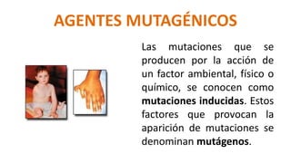 AGENTES MUTAGÉNICOS
Las mutaciones que se
producen por la acción de
un factor ambiental, físico o
químico, se conocen como
mutaciones inducidas. Estos
factores que provocan la
aparición de mutaciones se
denominan mutágenos.
 