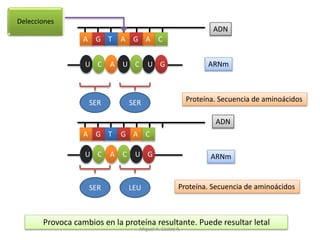 Delecciones
A G AAT G C
A
U
G
C
A
A U
T G
C G
U C A UC GU
ADN
ARNm
ADN
ARNm
SER SER
SER LEU
Proteína. Secuencia de aminoácidos
Proteína. Secuencia de aminoácidos
Provoca cambios en la proteína resultante. Puede resultar letal
C
Miguel A. Castro R.
 