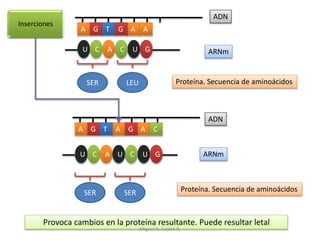 Inserciones
A G AAT G C
U C A UC GU
ADN
ARNm
SER SER Proteína. Secuencia de aminoácidos
A
U
G
C
A
A U
T G
C G
A
ADN
ARNm
SER LEU Proteína. Secuencia de aminoácidos
Provoca cambios en la proteína resultante. Puede resultar letal
Miguel A. Castro R.
 