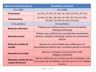 Tipos de mutaciones génicas Resultados y ejemplos
En el ADN En el ADN
Transiciones Pu→Pu o Pi→Pi: AT→GC, GC→AT, CG→TA y TA→CG
Transversiones
Pu→Pi o Pi→Pu: AT→CG, AT→TA, GC→TA, GC→CG,
TA→GC, TA→AT, CG→AT y CG→GC
En la proteína En la proteína
Mutación silenciosa
Tripletes que codifican para el mismo aminoácido:
AAG(arg)→CGG(arg)
Mutación neutra
Tripletes que codifican para aminoácidos equivalentes
distintos. AAA(lys)→AGA(arg). Ambos son aminoácidos
básicos
Mutación cambio de
sentido
Aparece un nuevo triplete que codifica para un
aminoácido de distinto tipo. La proteína pierde su función.
Mutación sin sentido
Aparece un triplete de terminación o FIN:
CAG(gln)→UAG(FIN)
Mutación cambio de fase
o pauta de lectura
Adición o delección de un único par de nucleótidos o de
varios pares de nucleótidos, siempre que no sean múltiplo
de tres.
Miguel A. Castro R.
 