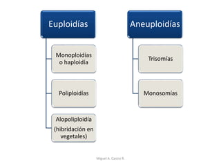 Euploidías
Monoploidías
o haploidía
Poliploidías
Alopoliploidía
(hibridación en
vegetales)
Aneuploidías
Trisomías
Monosomías
Miguel A. Castro R.
 
