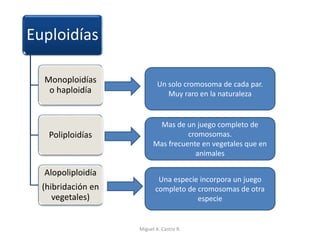 Euploidías
Monoploidías
o haploidía
Poliploidías
Alopoliploidía
(hibridación en
vegetales)
Un solo cromosoma de cada par.
Muy raro en la naturaleza
Mas de un juego completo de
cromosomas.
Mas frecuente en vegetales que en
animales
Una especie incorpora un juego
completo de cromosomas de otra
especie
Miguel A. Castro R.
 