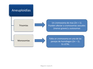 Aneuploidías
Trisomías
Monosomías
Un cromosoma de mas (2n + 1).
Pueden afectar a cromosomas sexuales
(menos graves) y autosomas
Falta un cromosoma en una de las
parejas de homólogos (2n – 1).
Es LETAL
Miguel A. Castro R.
 