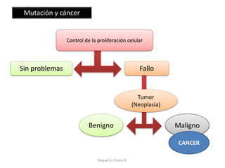 Mutación y cáncer
Control de la proliferación celular
Sin problemas Fallo
Tumor
(Neoplasia)
MalignoBenigno
CANCER
Miguel A. Castro R.
 