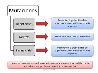 Mutaciones
Beneficiosas
Neutras
Perjudiciales
Aumentan la probabilidad de
supervivencia del individuo (y de la
especie)
No tienen consecuencias evolutivas
Disminuyen la probabilidad de
supervivencia del individuo (y de la
especie)
Las mutaciones son uno de los mecanismos que aumentan la variabilidad de las
especies y son, por tanto, un motor de la evolución
Miguel A. Castro R.
 