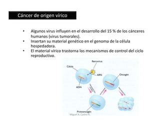 Cáncer de origen vírico
• Algunos virus influyen en el desarrollo del 15 % de los cánceres
humanos (virus tumorales).
• Insertan su material genético en el genoma de la célula
hospedadora.
• El material vírico trastorna los mecanismos de control del ciclo
reproductivo.
Miguel A. Castro R.
 