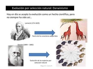 Evolución por selección natural: Darwinismo
Hoy en día se acepta la evolución como un hecho científico, pero
no siempre ha sido así…
Lamarck (174-1829)
Teoría de los caracteres adquiridos
Darwin (1809 – 1882)
Evolución de las especies por
selección natural
Miguel A. Castro R.
 