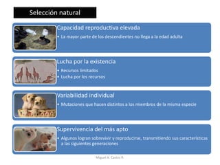 Selección natural
Capacidad reproductiva elevada
• La mayor parte de los descendientes no llega a la edad adulta
Lucha por la existencia
• Recursos limitados
• Lucha por los recursos
Variabilidad individual
• Mutaciones que hacen distintos a los miembros de la misma especie
Supervivencia del más apto
• Algunos logran sobrevivir y reproducirse, transmitiendo sus características
a las siguientes generaciones
Miguel A. Castro R.
 