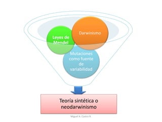 Teoría sintética o
neodarwinismo
Mutaciones
como fuente
de
variabilidad
Leyes de
Mendel
Darwinismo
Miguel A. Castro R.
 