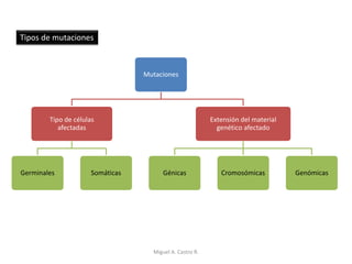 Tipos de mutaciones
Mutaciones
Tipo de células
afectadas
Germinales Somáticas
Extensión del material
genético afectado
Génicas Cromosómicas Genómicas
Miguel A. Castro R.
 