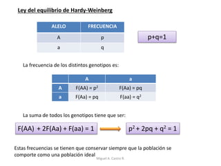 Ley del equilibrio de Hardy-Weinberg
ALELO FRECUENCIA
A p
a q
A a
A F(AA) = p2 F(Aa) = pq
a F(Aa) = pq F(aa) = q2
p+q=1
La frecuencia de los distintos genotipos es:
La suma de todos los genotipos tiene que ser:
F(AA) + 2F(Aa) + F(aa) = 1 p2 + 2pq + q2 = 1
Estas frecuencias se tienen que conservar siempre que la población se
comporte como una población ideal
Miguel A. Castro R.
 