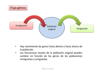 Emigración
Inmigración Población
original
Flujo génico
• Hay movimiento de genes hacia dentro y hacia afuera de
la población.
• Las frecuencias locales de la población original pueden
cambiar en función de los genes de las poblaciones
inmigrantes y emigrantes
Miguel A. Castro R.
 