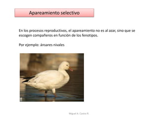 Apareamiento selectivo
En los procesos reproductivos, el apareamiento no es al azar, sino que se
escogen compañeros en función de los fenotipos.
Por ejemplo: ánsares nivales
Miguel A. Castro R.
 