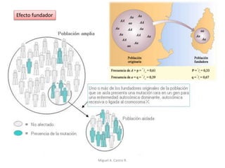 Efecto fundador
Miguel A. Castro R.
 