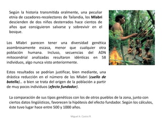 Según la historia transmitida oralmente, una peculiar
etnia de cazadores-recolectores de Tailandia, los Mlabri
descienden de dos niños desterrados hace cientos de
años que consiguieron salvarse y sobrevivir en el
bosque.
Los Mlabri parecen tener una diversidad genética
asombrosamente escasa, menor que cualquier otra
población humana. Incluso, secuencias del ADN
mitocondrial analizadas resultaron idénticas en 58
individuos, algo nunca visto anteriormente.
Estos resultados se podrían justificar, bien mediante, una
drástica reducción en el número de los Mlabri (cuello de
botella)… o bien se trata del origen de la población a partir
de muy pocos individuos (efecto fundador).
La comparación de sus tipos genéticos con los de otros pueblos de la zona, junto con
ciertos datos lingüísticos, favorecen la hipótesis del efecto fundador. Según los cálculos,
éste tuvo lugar hace entre 500 y 1000 años.
Miguel A. Castro R.
 