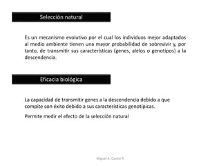 Selección natural
Es un mecanismo evolutivo por el cual los individuos mejor adaptados
al medio ambiente tienen una mayor probabilidad de sobrevivir y, por
tanto, de transmitir sus características (genes, alelos o genotipos) a la
descendencia.
Eficacia biológica
La capacidad de transmitir genes a la descendencia debido a que
compite con éxito debido a sus características genotípicas.
Permite medir el efecto de la selección natural
Miguel A. Castro R.
 