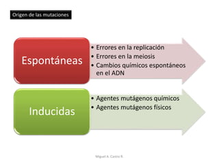 Origen de las mutaciones
• Errores en la replicación
• Errores en la meiosis
• Cambios químicos espontáneos
en el ADN
Espontáneas
• Agentes mutágenos químicos
• Agentes mutágenos físicos
Inducidas
Miguel A. Castro R.
 