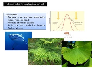 Modalidades de la selección natural
Estabilizadora:
• Favorece a los fenotipos intermedios
(bebes recién nacidos)
• Necesita ambientes estables
• Es la que han tenido los llamados
fósiles vivientes.
Miguel A. Castro R.
 