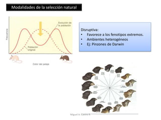 Modalidades de la selección natural
Disruptiva:
• Favorece a los fenotipos extremos.
• Ambientes heterogéneos
• Ej: Pinzones de Darwin
Miguel A. Castro R.
 