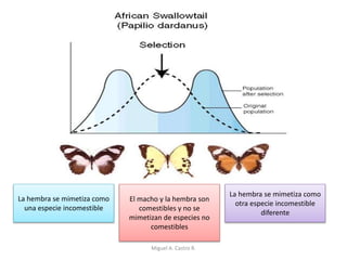 La hembra se mimetiza como
una especie incomestible
La hembra se mimetiza como
otra especie incomestible
diferente
El macho y la hembra son
comestibles y no se
mimetizan de especies no
comestibles
Miguel A. Castro R.
 