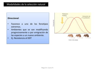 Modalidades de la selección natural
Direccional:
• Favorece a uno de los fenotipos
extremos.
• Ambientes que se van modificando
progresivamente o por emigración de
las especies a un nuevo ambiente.
• Ej: Resistencia al DDT
Miguel A. Castro R.
 