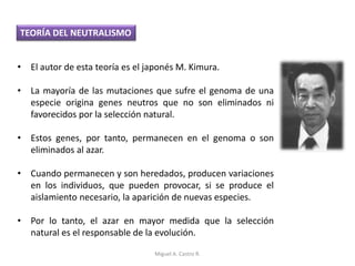 TEORÍA DEL NEUTRALISMO
• El autor de esta teoría es el japonés M. Kimura.
• La mayoría de las mutaciones que sufre el genoma de una
especie origina genes neutros que no son eliminados ni
favorecidos por la selección natural.
• Estos genes, por tanto, permanecen en el genoma o son
eliminados al azar.
• Cuando permanecen y son heredados, producen variaciones
en los individuos, que pueden provocar, si se produce el
aislamiento necesario, la aparición de nuevas especies.
• Por lo tanto, el azar en mayor medida que la selección
natural es el responsable de la evolución.
Miguel A. Castro R.
 