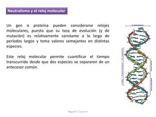 Un gen o proteína pueden considerarse relojes
moleculares, puesto que su tasa de evolución (y de
mutación) es relativamente constante a lo largo de
períodos largos y toma valores semejantes en distintas
especies.
Este reloj molecular permite cuantificar el tiempo
transcurrido desde que dos especies se separaron de un
antecesor común.
Neutralismo y el reloj molecular
Miguel A. Castro R.
 