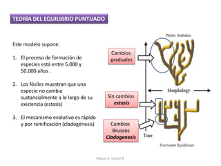 TEORÍA DEL EQUILIBRIO PUNTUADO
Este modelo supone:
1. El proceso de formación de
especies está entre 5.000 y
50.000 años .
2. Los fósiles muestran que una
especie no cambia
sustancialmente a lo largo de su
existencia (estasis)
3. El mecanismo evolutivo es rápido
y por ramificación (cladogénesis)
Cambios
graduales
Sin cambios
estasis
Cambios
Bruscos
Cladogenesis
Miguel A. Castro R.
 