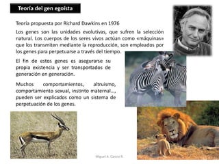 Teoría propuesta por Richard Dawkins en 1976
Los genes son las unidades evolutivas, que sufren la selección
natural. Los cuerpos de los seres vivos actúan como «máquinas»
que los transmiten mediante la reproducción, son empleados por
los genes para perpetuarse a través del tiempo.
El fin de estos genes es asegurarse su
propia existencia y ser transportados de
generación en generación.
Teoría del gen egoísta
Muchos comportamientos, altruismo,
comportamiento sexual, instinto maternal…,
pueden ser explicados como un sistema de
perpetuación de los genes.
Miguel A. Castro R.
 