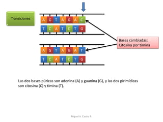 Transiciones A
T
G
C
A
A
A
T T
T G
C G
C
A
T
G
C
A
A
A
T T
T G
C G
Las dos bases púricas son adenina (A) y guanina (G), y las dos pirimídicas
son citosina (C) y timina (T).
T
Bases cambiadas:
Citosina por timina
Miguel A. Castro R.
 
