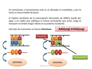 En transiciones y transversiones solo se ve afectado un nucleótido, y por lo
tanto un único triplete de bases.
El triplete resultante de la transcripción (formación de ARNm) puede dar
lugar a un codón que codifique el mismo aminoácido que antes, luego la
mutación no tendrá ningún efecto en la proteína resultante.
Este tipo de mutaciones se llaman silenciosas. AAG(arg)→CGG(arg)
A
T
G
C
A
T
A GA
ARGININA ARGININA
C GG
A G
C
A
G C
Transición
Transversión
Miguel A. Castro R.
 