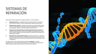 SISTEMAS DE
REPARACIÓN
Estos mecanismos de reparación se pueden clasificar en cuatro categorías:
1. Reparación Directa: La reparación directa involucra sistemas que eliminan
directamente el daño en el ADN inmediatamente después de producidos.
2. Reparación por escisión: El sistema de reparación por escisión de bases (base
excision repair, BER) elimina del genoma las bases dañadas que se producen
por alquilación, radiación ionizante, oxidación y desaminación.
3. Reparación de emparejamientos erróneos (apareamientos incorrectos): El
sistema de reparación por escisión de nucleótidos (nucleotide excision repair,
NER) reconoce cualquier lesión que provoque una distorsión importante en la
doble cadena del ADN.
4. Reparación de roturas de doble cadena: Este sistema se basa en la reparación
de las bases mal apareadas y la corrección de los bucles que se producen en la
cadena de ADN como consecuencia del deslizamiento de la polimerasa durante
la replicación.
Las células tienen varios mecanismos para prevenir mutaciones, o cambios
permanentes en la secuencia del ADN. Sistema S.O.S. responde a la acumulación de
ADN de cadena sencilla cuando el proceso de replicación se bloquea.
 
