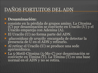  Desaminación:
 consiste en la pérdida de grupos amino. La Citosina
(C) por desaminación se convierte en Uracilo (U) y el
Uracilo empareja con Adenina (A).
 El Uracilo (U) no forma parte del ADN.
 glucosidasa de uracilo encargada de detectar la
presencia de U en el ADN y retirarlo.
 Al retirar el Uracilo (U) se produce una sede
apirimidínica.
 La 5-Metil-Citosina (5-Me-C) por desaminación se
convierte en Timina (T). La Timina (T) es una base
normal en el ADN y no se retira.
 