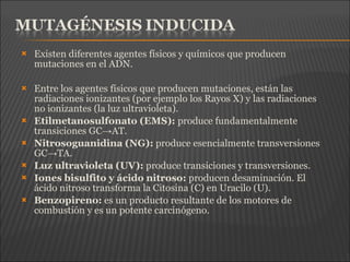  Existen diferentes agentes físicos y químicos que producen
mutaciones en el ADN.
 Entre los agentes físicos que producen mutaciones, están las
radiaciones ionizantes (por ejemplo los Rayos X) y las radiaciones
no ionizantes (la luz ultravioleta).
 Etilmetanosulfonato (EMS): produce fundamentalmente
transiciones GC AT.→
 Nitrosoguanidina (NG): produce esencialmente transversiones
GC TA.→
 Luz ultravioleta (UV): produce transiciones y transversiones.
 Iones bisulfito y ácido nitroso: producen desaminación. El
ácido nitroso transforma la Citosina (C) en Uracilo (U).
 Benzopireno: es un producto resultante de los motores de
combustión y es un potente carcinógeno.
 