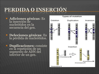  Adiciones génicas: Es
la inserción de
nucleótidos en la
secuencia del gen.
 Deleciones génicas: Es
la pérdida de nucleótidos.
 Duplicaciones: consiste
en la repetición de un
segmento de ADN del
interior de un gen.
 