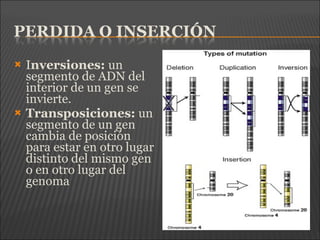  Inversiones: un
segmento de ADN del
interior de un gen se
invierte.
 Transposiciones: un
segmento de un gen
cambia de posición
para estar en otro lugar
distinto del mismo gen
o en otro lugar del
genoma
 