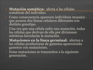 • Mutación somática: afecta a las células
somáticas del individuo.
• Como consecuencia aparecen individuos mosaico
que poseen dos líneas celulares diferentes con
distinto genotipo.
• Una vez que una célula sufre una mutación, todas
las células que derivan de ella por divisiones
mitóticas heredarán la mutación.
• Mutaciones en la línea germinal: afectan a
las células productoras de gametos apareciendo
gametos con mutaciones.
• Estas mutaciones se transmiten a la siguiente
generación .
 