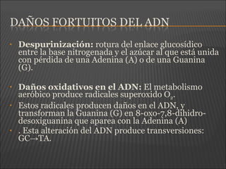 • Despurinización: rotura del enlace glucosídico
entre la base nitrogenada y el azúcar al que está unida
con pérdida de una Adenina (A) o de una Guanina
(G).
• Daños oxidativos en el ADN: El metabolismo
aeróbico produce radicales superoxido O2.
• Estos radicales producen daños en el ADN, y
transforman la Guanina (G) en 8-oxo-7,8-dihidro-
desoxiguanina que aparea con la Adenina (A)
• . Esta alteración del ADN produce transversiones:
GC TA.→
 