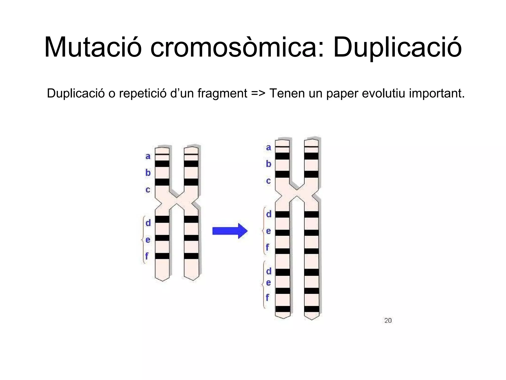 Mutació cromosòmica: Duplicació Duplicació o repetició d’un fragment => Tenen un paper evolutiu important. 